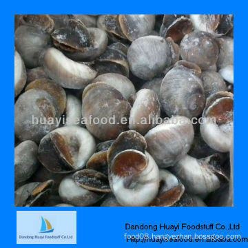 Fresh frozen boiled moon snail